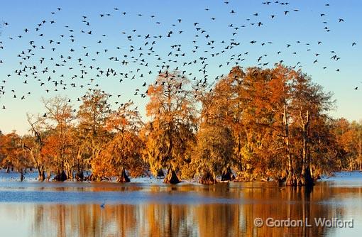 Cloud Of Cormorants_25642.jpg - Cypress Island PreservePhotographed at Lake Martin near Breaux Bridge, Louisiana, USA.